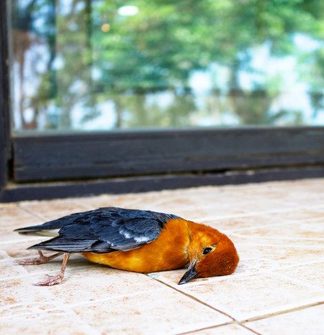 Wollert Dead Animal Removal