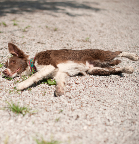 Dead Animal Removal Wollert