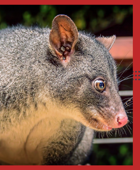 Possum Removal Wollert